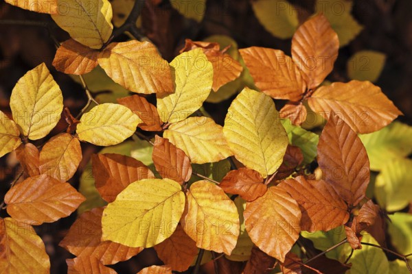 Beech leaves (Fagus), beech leaves with autumn colouring, Wilnsdorf, North Rhine-Westphalia, Germany