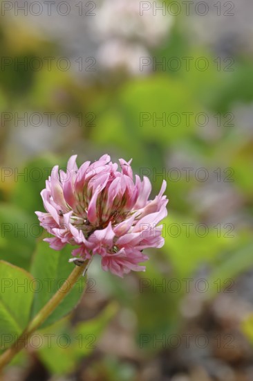 Pink clover (Trifolium repens), flower, Wilnsdorf, North Rhine-Westphalia, Germany