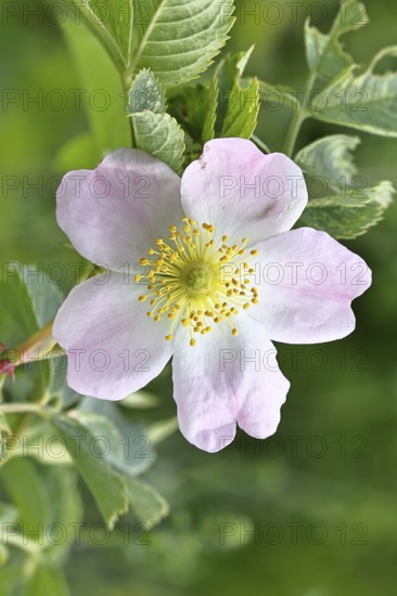 Dog rose (Rosa canina), dog rose, flower, North Rhine-Westphalia, Germany