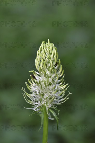 Spiked rampion (Phyteuma spicatum), greenish-white flowers in a forest clearing, Wilnsdorf, North Rhine-Westphalia, Germany