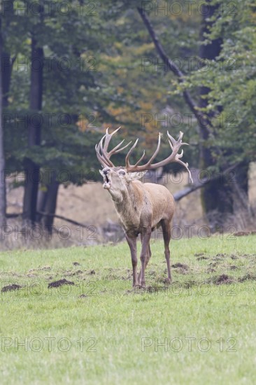 Red deer (Cervus elaphus) during the rutting season, a large stag roaring in a forest clearing, wildlife, autumn, Sauerland, North Rhine-Westphalia, Germany