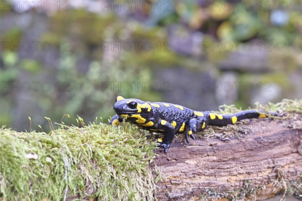 Fire salamander (Salamandra salamandra), running over mossy forest floor, wildlife, looking into the camera, close-up, Wilnsdorf, North Rhine-Westphalia, Germany