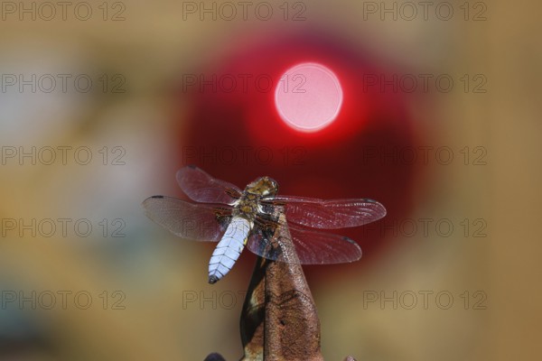 Flat-bellied dragonfly (Libellula depressa), male sitting on a fence top in the garden, sunset, close-up, Wilnsdorf, North Rhine-Westphalia, Germany