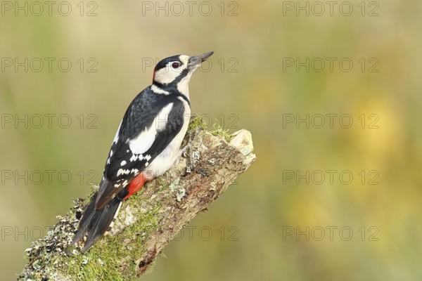 Great spotted woodpecker (Dendrocopos major) male, sitting on a tree trunk, North Rhine-Westphalia, Germany