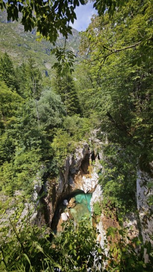 Gorge with clear water surrounded by thick green forest and rocks, Soca Valley, Slovenia
