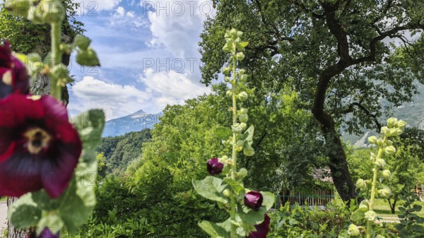 Flowers in the foreground with a natural backdrop of mountains and blue sky, Soca Valley, Slovenia