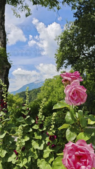 Rose blossoms (rosis) in the foreground against a backdrop of mountains and blue sky with clouds, Soca Valley, Slovenia