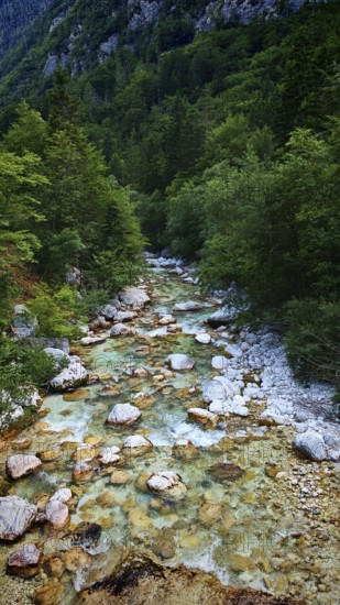 A clear mountain river flows through a green forest full of rocks and trees, Soca Valley, Slovenia