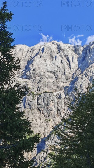 Rocky landscape with pine (pinus) in the foreground under a blue sky, Slovenia