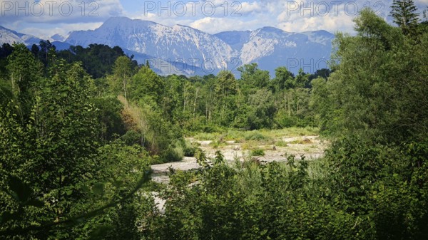 A peaceful forest with views of snow-capped mountains under a blue sky, Slovenia