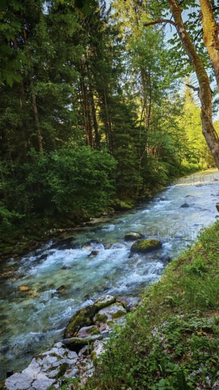River flows through a green forest, Soca, Slovenia