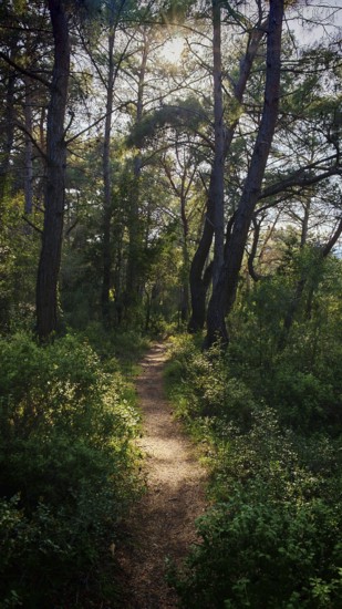 A sunlit trail leads through a green, dense forest, Lycia, Turkey