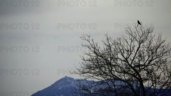 A bird (avis) sits on a bare tree in front of the snow-covered peak of tahtali dagi, lycia, turkey