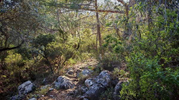 A narrow path snakes through a thick, green forest, Lycia, Turkey