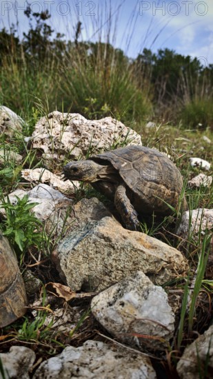 A Hermann's tortoise (testudo hermanni) crawls over rocky terrain surrounded by wild grasses, Lycia, Turkey