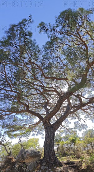 A pine tree (pinus pinea) rises majestically against the blue sky, Turkey