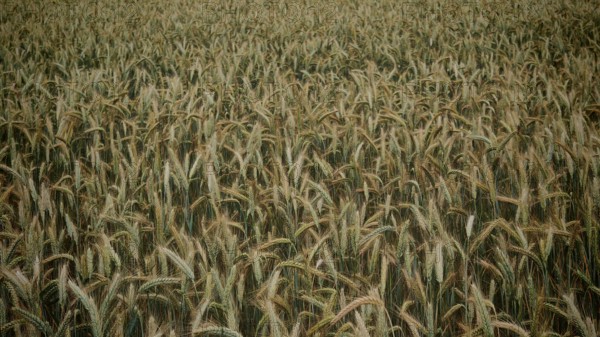 Densely overgrown field with grain (triticale) covering the entire image area, Franconian Forest nature park Park
