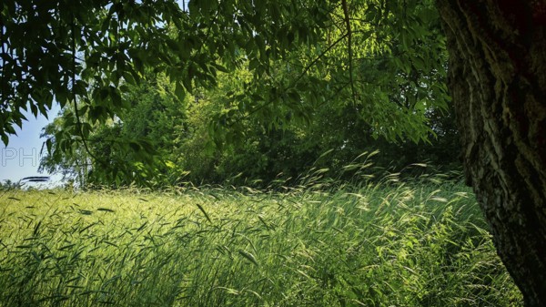 Green grain field (granum) with trees providing shade in a peaceful summer atmosphere, Rennsteig, Thuringian Forest nature park Park