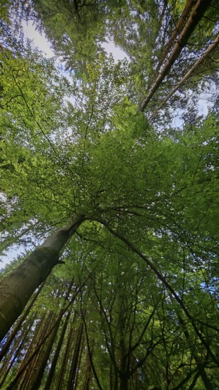 Looking up at the imposing trees of a dense forest, Fichtelgebirge