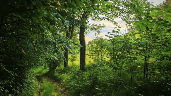 A narrow path snakes through a green, quiet forest, Franconian Forest nature park Park