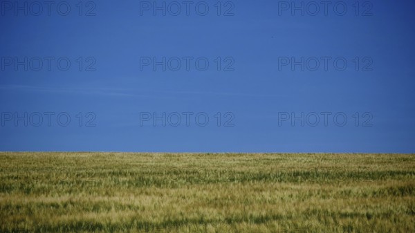 Extensive green field under a clear, calm blue summer sky, Rennsteig, Thuringian Forest nature park Park
