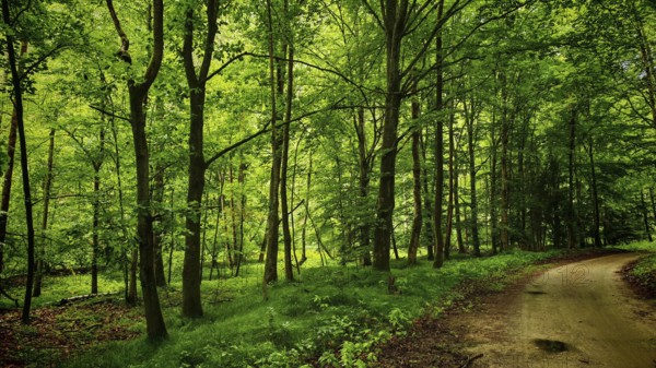 A trail snakes through a bright forest surrounded by trees, Bohemia, Czech Republic