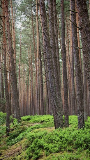 Tall pines (pinus) crown a dense, green forest path, green belt, Franconian Forest nature park Park