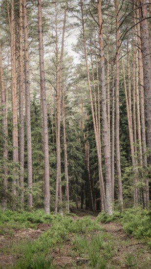 A quiet forest path lined with tall, straight pines (pinus), Franconian Forest nature park Park