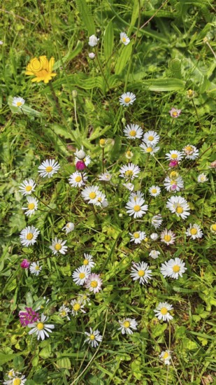 Colourful daisies (bellis perennis) scattered on a green meadow in sunny weather, Franconian Forest nature park Park