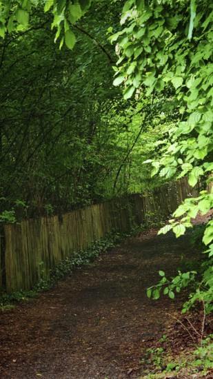 A quiet forest trail lined with thick bushes and trees, Franconian Forest nature park Park