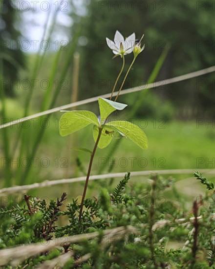 A delicate white flower of the forest lily (trillium) on a green meadow in a natural setting, Thuringian Forest nature park Park