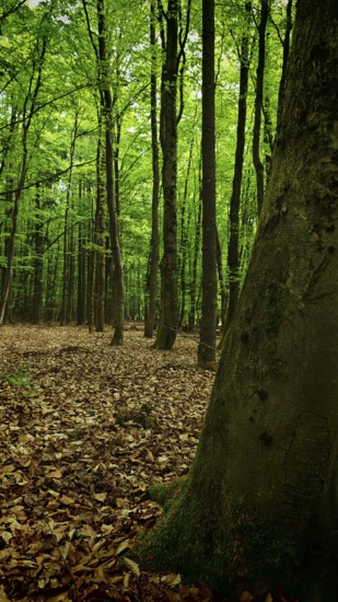 A quiet forest with soil covered by dry leaves, Franconian Forest nature park Park