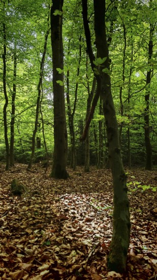 Rays of light fall through the trees onto the forest floor, Franconian Forest nature park Park