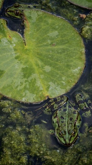 Two frogs (pelophylax esculentus) resting on water lily pads (nymphaea) in murky water, franken