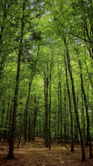 Path through a green forest with a dense canopy of leaves, Franconian Forest nature park Park