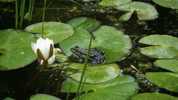 A frog (Pelophylax esculentus) sits on a water lily leaf (nymphaea) in a pond next to a flower, Franken