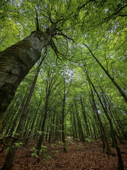 Tall trees with a thick canopy of leaves in a forest, Franconian Forest nature park Park