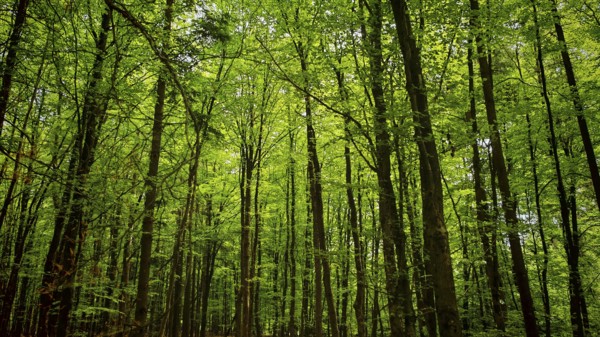Dense treetops with vivid green foliage in a forest, Franconian Forest nature park Park