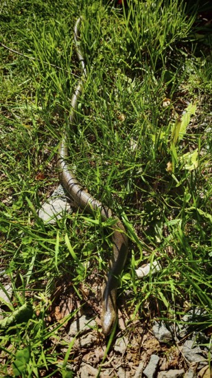A slow worm (anguis fragilis) winds its way through tall grass in the sunlight, Franconian Forest nature park Park