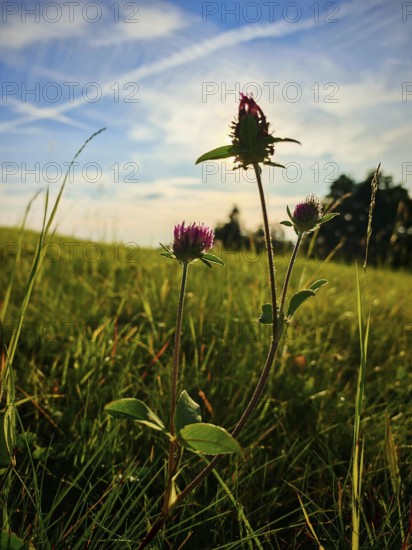 Close-up of flowering clover (trifolium) in a meadow, in warm sunlight and under a blue sky, Franconian Forest nature park Park