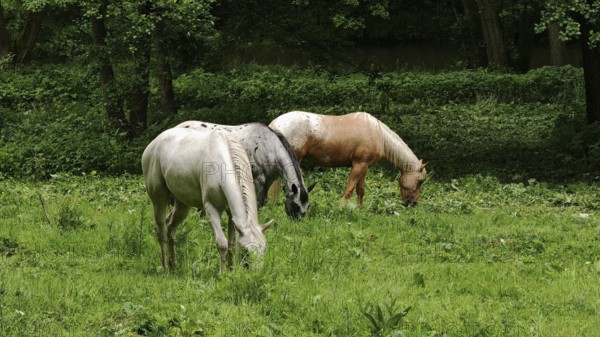 Two horses (equus caballos) grazing peacefully on a green meadow, Eger Valley, Czech Republic