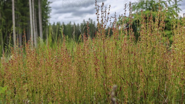 Dense green and red-brown grasses (gramen) on a sunny meadow, green band, Franconian Forest nature park Park