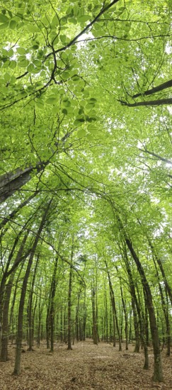 A light-flooded path through a dense green forest, Franconian Forest nature park Park
