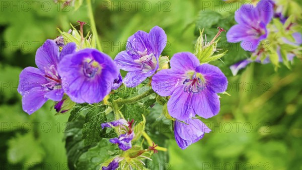 Close-up of bright purple flowers forest cranesbill (geranium sylcaticumim) in the greenery, Franconian Forest nature park Park