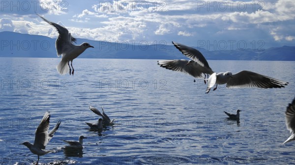 Seagulls (larinae) flying over a lake in a dynamic scene over the water, Lake Ohrid, North Macedonia