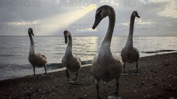 Close-up of four swans (cygnus) standing on the sandy beach while sun rays shine through the clouds onto the water, Ohrid lake, North Macedonia