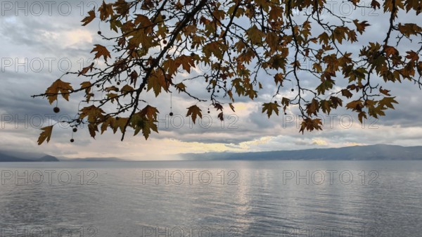 View through autumn tree branches of a calm lake and distant mountains under cloudy sky, Lake Ohrid, North Macedonia