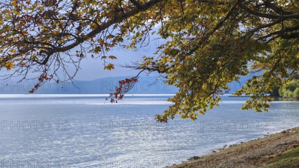 Autumn scene at a lake with overhanging trees and calm water surface, Lake Ohrid, North Macedonia