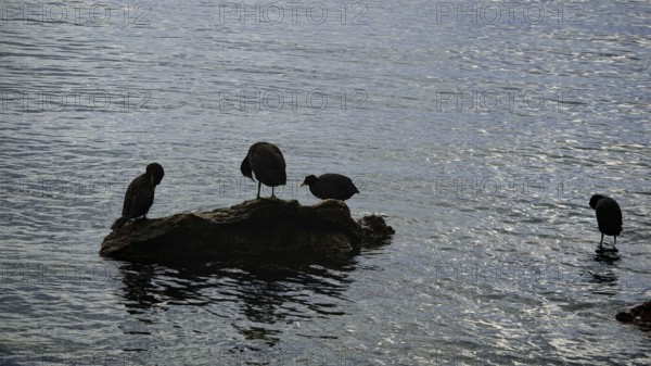 Birds rest on rocks in a calm body of water surrounded by soft shades and a peaceful atmosphere, Lake Ohrid, North Macedonia
