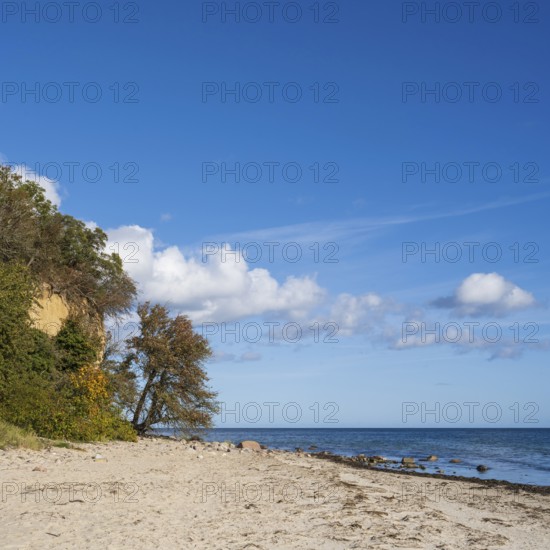 Cliff and beach near Lobbe, Mönchgut peninsula, Rügen, island, Baltic Sea, Mecklenburg-Western Pomerania, Germany